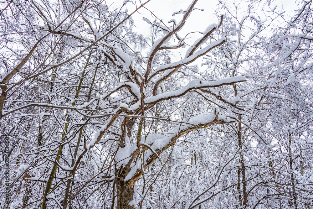 A fabulous natural pattern of tree branches in a forest covered with snow A fabulous natural pattern of tree branches in a forest covered with snow