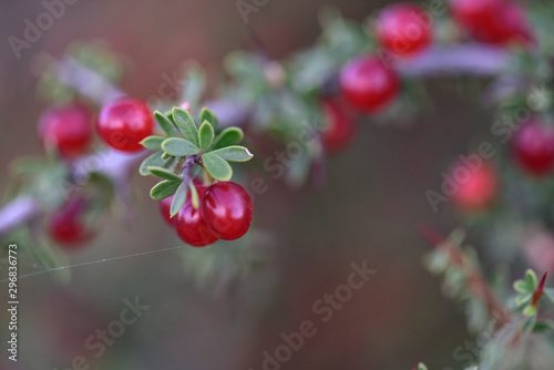 Piquillín,Condalia microphylla, fruits in the Caldén Forest,Pampas, Patagonia,Argentina photo