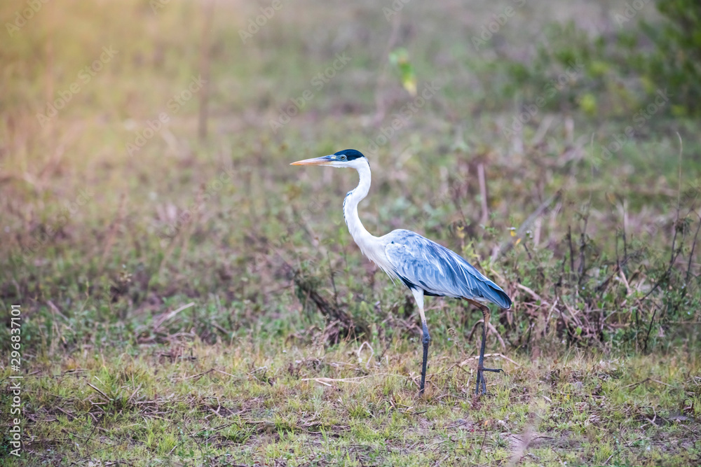 White necked heron in grassland environment, Pantanal , Brazil White necked heron in grassland environment, Pantanal , Brazil