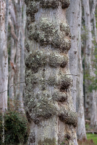 Dead oak trees in a dead forest in the New Forest, Hampshire, UK.  photo