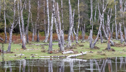 Dead silver birch trees in a dead forest in the New Forest  Hampshire  UK. 