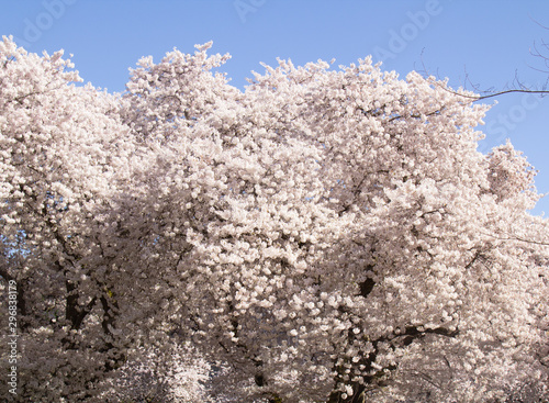 Cherry Blossoms in Bloom