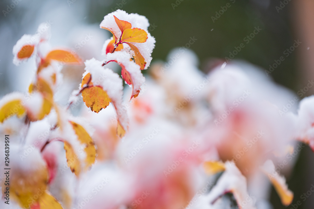 Fototapeta premium Birchleaf spirea, Spiraea betulifolia, leaves covered with fresh snow, late autumn snowfall in the garden