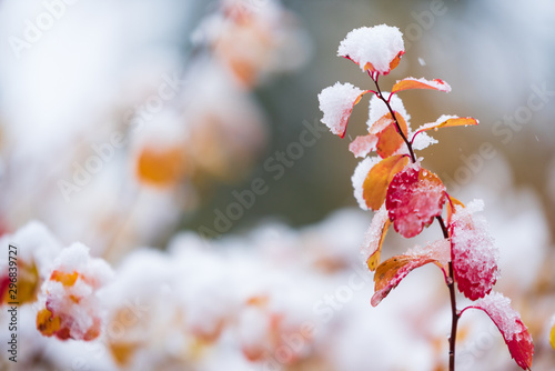 Birchleaf spirea, Spiraea betulifolia, leaves covered with fresh snow, late autumn snowfall in the garden