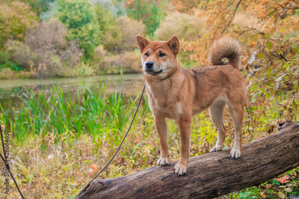 Shiba dog on a walk in the autumn park. Beautiful fluffy dog. .
