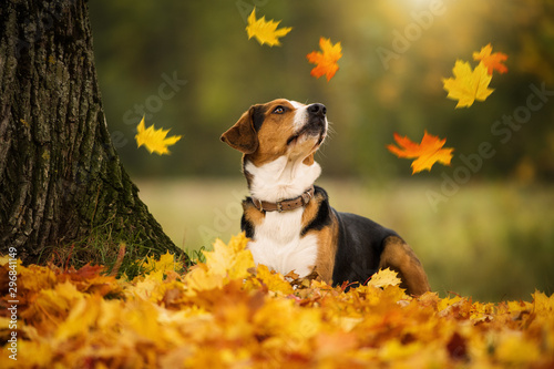 Fototapeta Mixed breed dog with autumn leaves looking up