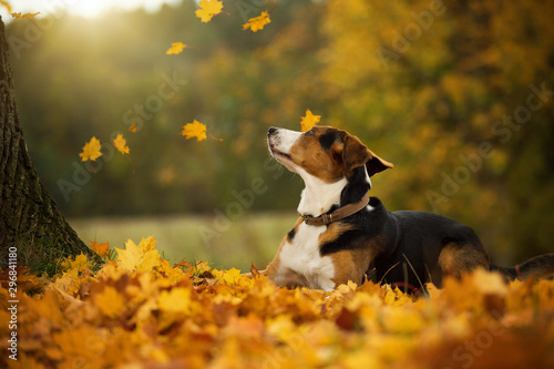 Mixed breed dog with autumn leaves looking up © DoraZett