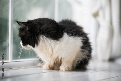 Relaxed domestic cat at home photo