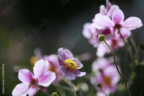 Rosa Bl  ten der Herbst-Anemone  Anemone hupehensis 