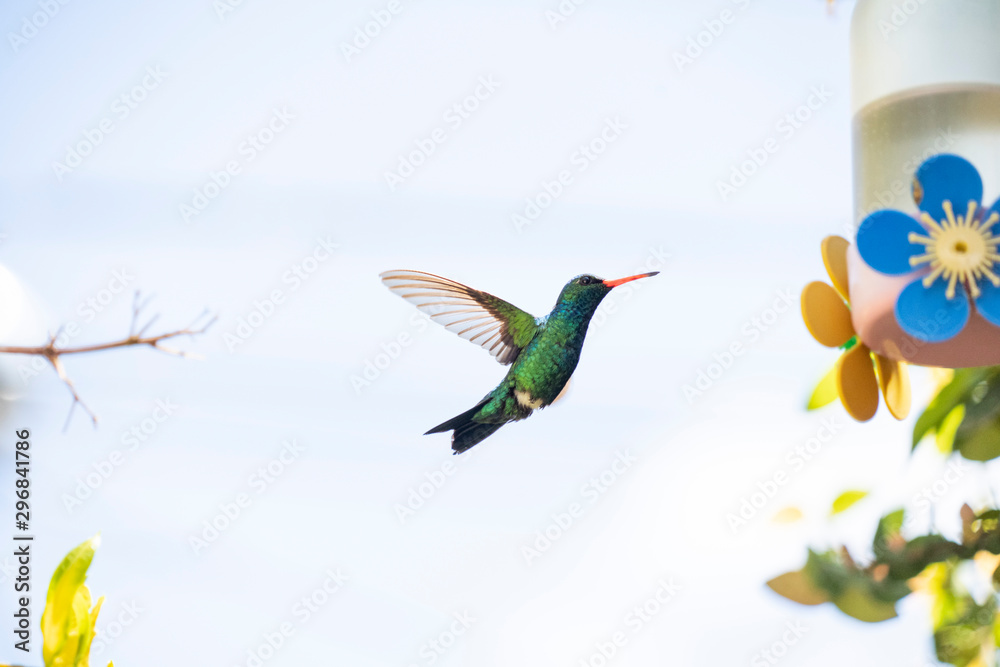 Obraz premium Hummingbird flying to feeder