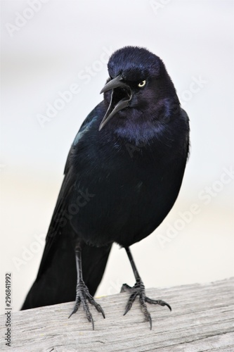 male grackle with his mouth open