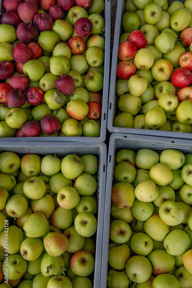 apples apples