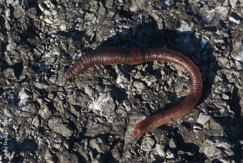 Sparkling earthworm on road
