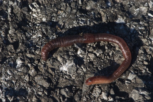 Earthworm on road