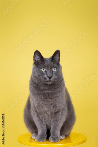 Short Haired Gray Cat Sitting on Yellow Background with Room for Text © Anna Hoychuk