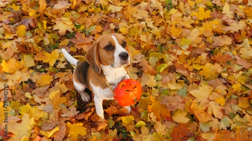 Handsome dog sit on leaves, with necklace from little pumpkin lantern. Doggy watch with attention then raise and stay vertical in begging position photo