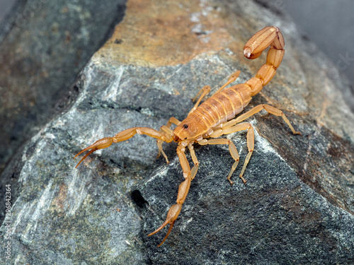 Yellow Ground Scorpion, on rock, 3/4 view. These relatively small scorpions are also known as Coahuila devil scorpions