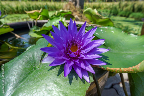 Beautiful purple water lily in the pond