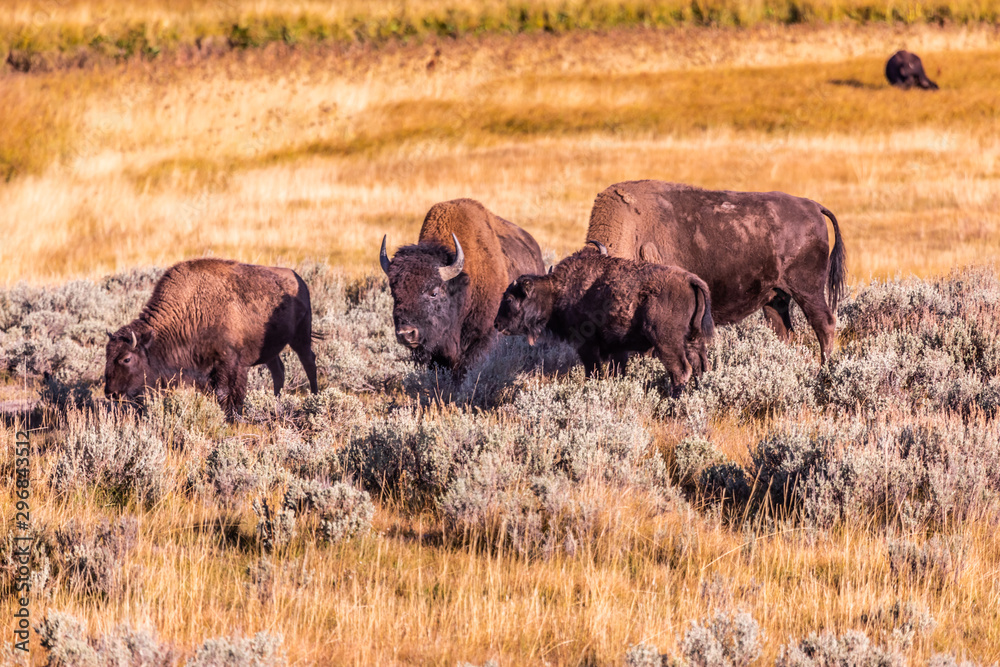 Herd of wild bisons grazing