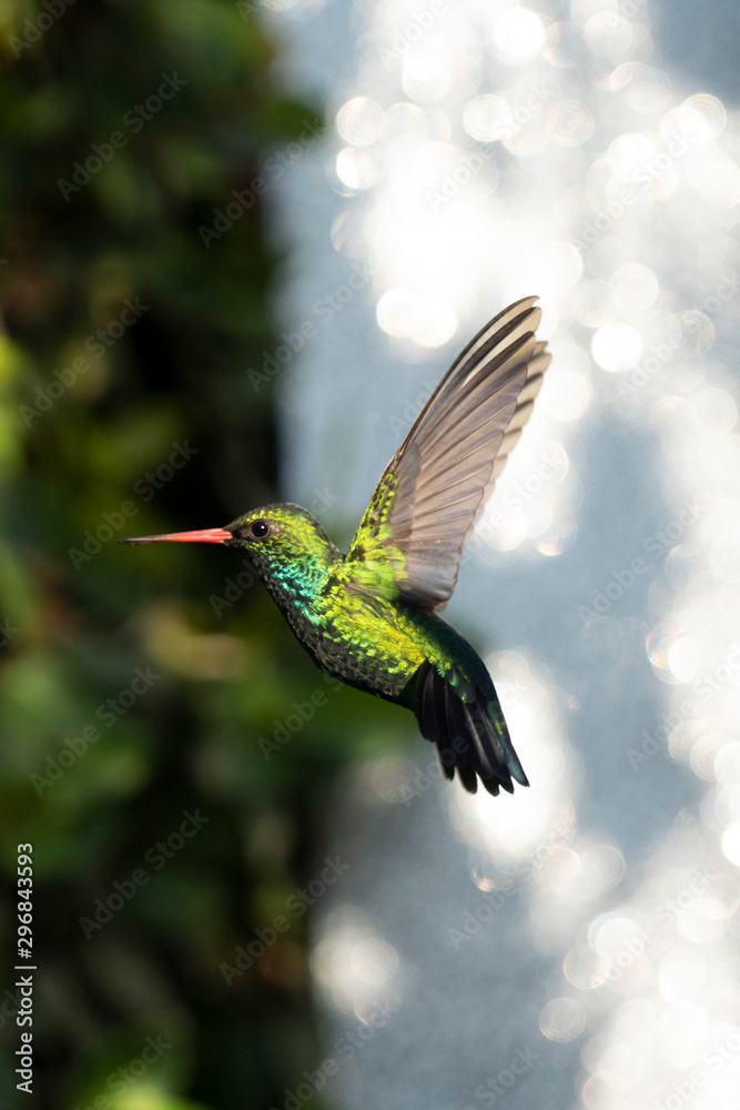 Fototapeta premium Beautiful Hummingbird flying 