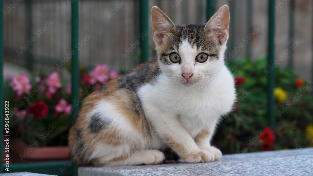 Kitten in croatia