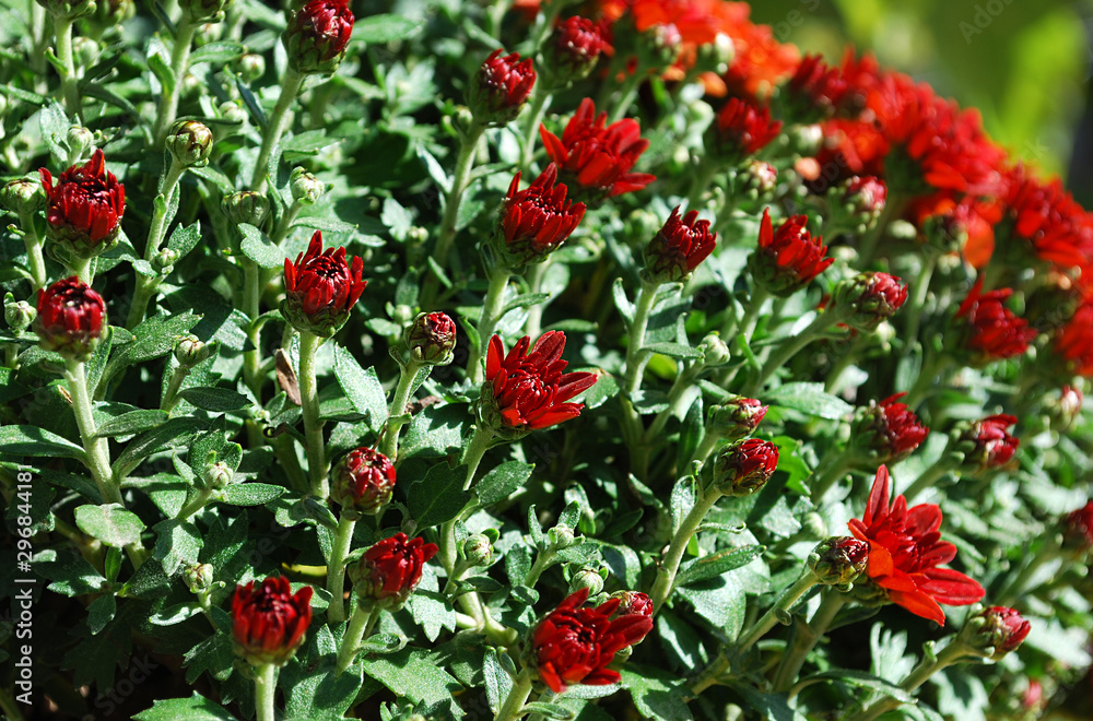 red chrysanthemums flowering in a warm autumn day red chrysanthemums flowering in a warm autumn day