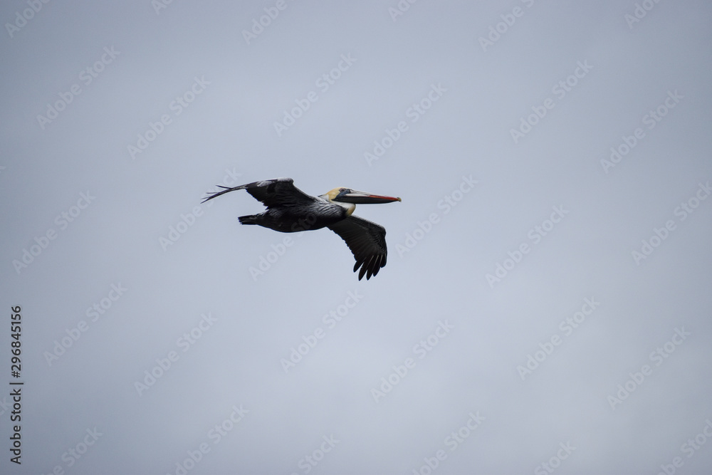 Low angle view of pelican in flight Low angle view of pelican in flight