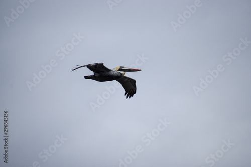 Low angle view of pelican in flight
