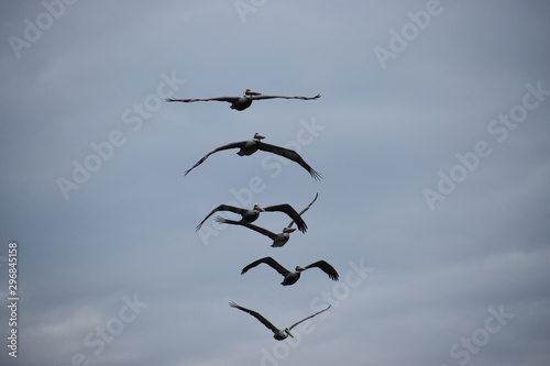 Vertical column of birds in flight photo