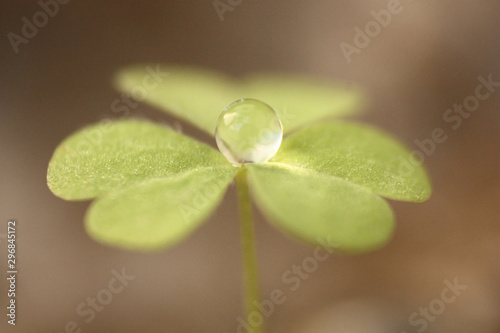 Close up view of water droplet on leaf
