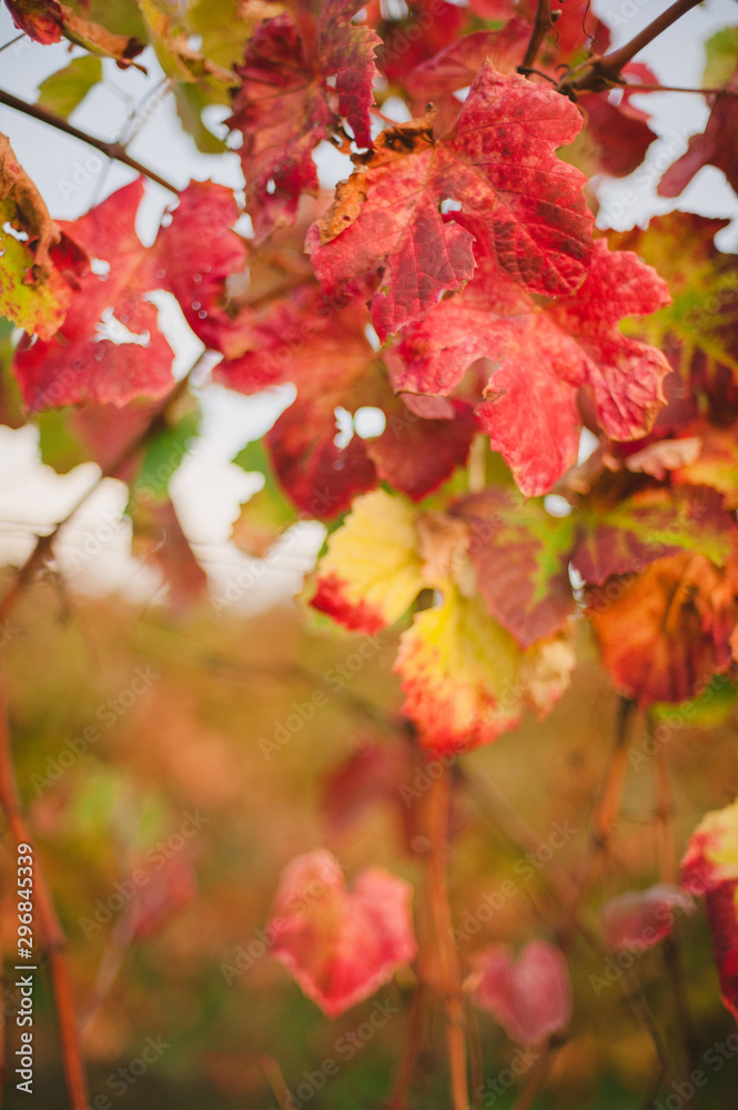 Close up of Cabernet Sauvignon grape leaves in Autumn, Portugal Close up of Cabernet Sauvignon grape leaves in Autumn, Portugal