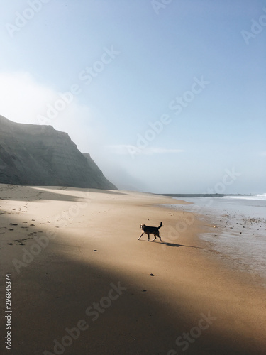 Dog on beach