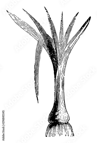 Leek, vintage illustration