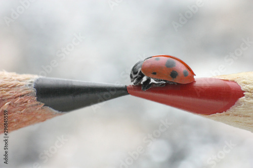 Close up view of ladybug on pencil