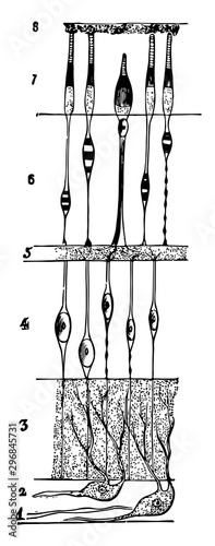 Structure of the Retina vintage illustration.
