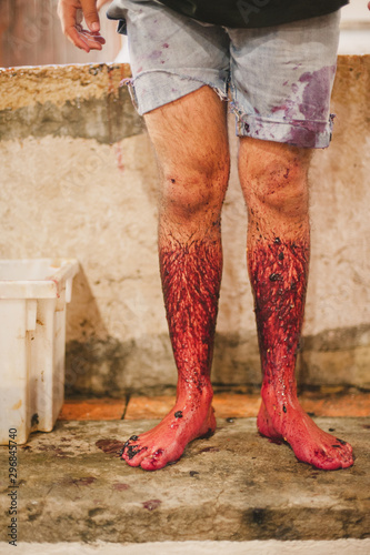 Legs of man after red grapes crushing, Portugal