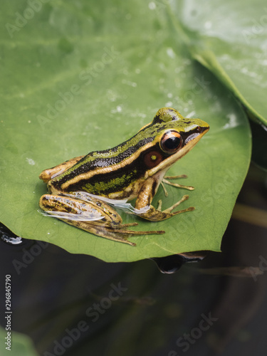Frog sitting on leaf in water
