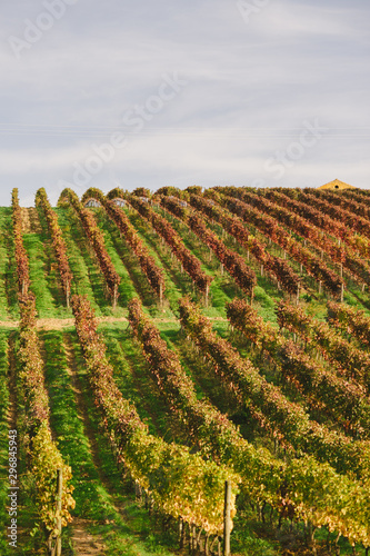 Vineyard in Autumn, Portugal