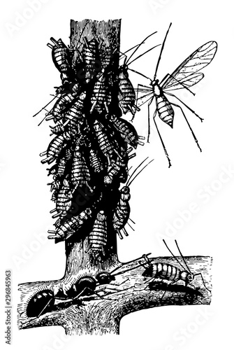 Ant and Plant Lice vintage illustration.