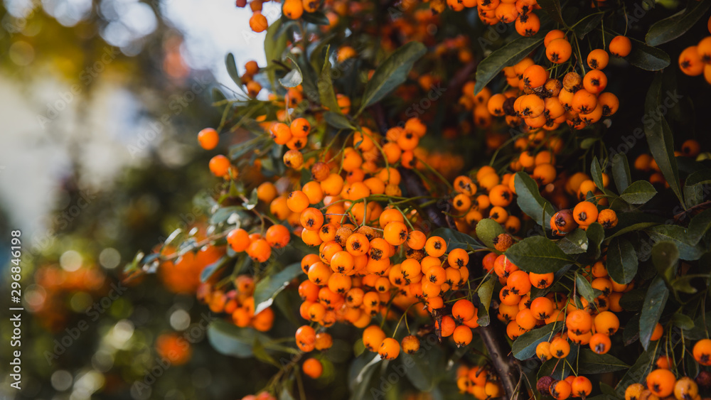 pyracantha, bright beautiful decorative red and orange berries on bushes pyracantha, bright beautiful decorative red and orange berries on bushes