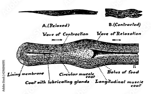 Human Esophagus, vintage illustration