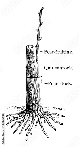 Double Grafting vintage illustration.