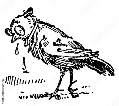 The Death and Burial of Robin vintage illustration