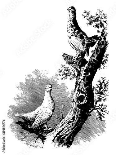 White tailed Ptarmigan vintage illustration.