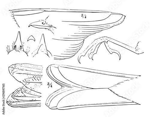 Generic Details of a Thrush vintage illustration.