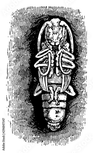 Longhorn Beetle Pupa vintage illustration.