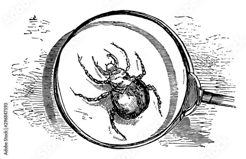 Harvest Mite vintage illustration.