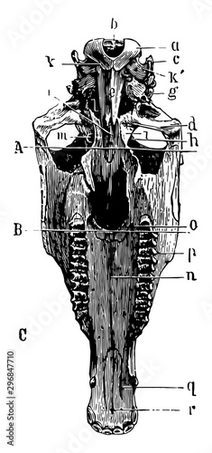 Inferior Aspect of Horse Skull vintage illustration.