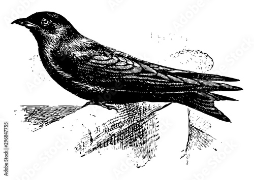 Purple Martin vintage illustration.