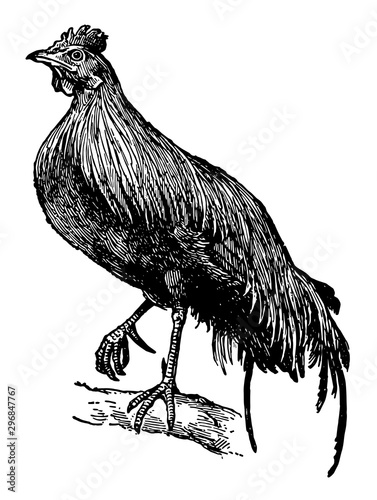 Jungle fowl, vintage illustration.
